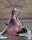Yawning hippopotamus