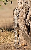 Rock monitor lizard climbing a tree