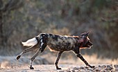 Africa hunting dog on the run