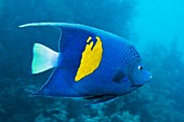 Yellowbar angelfish over a reef