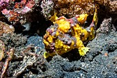 Warty frogfish on a reef