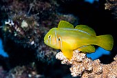 Poison goby on coral