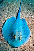 Bluespotted ribbontail ray on the seabed