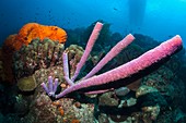 Sponges on a reef