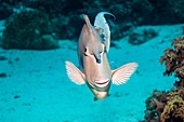 Bluespine unicornfish by a reef