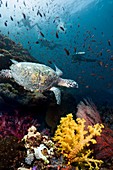 Hawksbill turtle on coral reef