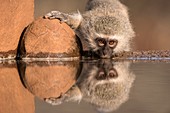 Vervet monkey drinking at a watering hole