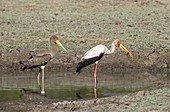Yellow-billed stork juvenile with adult