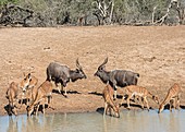 Nyala males in confrontation