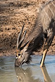 Young male Nyala drinking at a waterhole