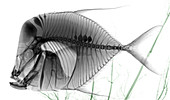 Lookdown fish,X-ray