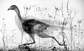 Male common pheasant,X-ray