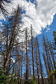 Trees killed by pine beetle outbreak