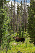 Bull moose grazing in mountain forest