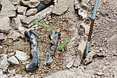 Allosaurus dinosaur leg bone fossils