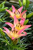 Lilium 'Pink Pixie'