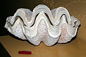 Giant Clam shell