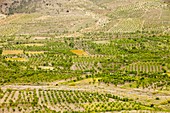 Olive tree and orchard groves,Spain
