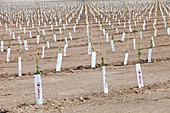 Newly planted Olive tree grove,Spain