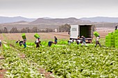 Lettuce crops being harvested