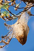 Nests of Pine Processionary Caterpillar