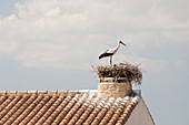 White Storks nesting