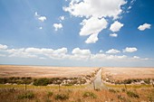 Farmland in the Coto Donana,Spain