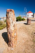 A fossilized tree trunk