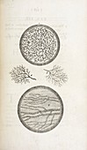 Sperm and blood microscopy,18th century