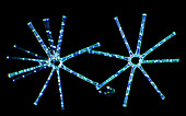 Asterionella diatoms,light micrograph