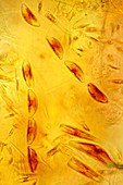 Diatoms,light micrograph