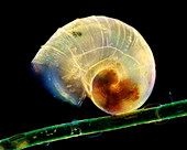 Aquatic snail and diatoms on algae