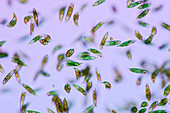 Euglena protozoa,light micrograph