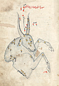 Capricornus constellation,15th century