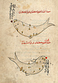 Piscis austrinus constellation,1400s