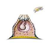 Acorn barnacle anatomy,illustration