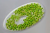 Paramecium bursaria protozoan,micrograph