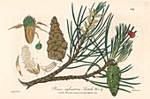 Scots pine,19th century illustration