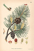 Scots pine,illustration