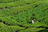 Worker on a tea plantation