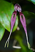 Two-flowered orchid