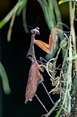 A dead leaf mantis