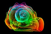 Flame helmet seashell,3D CT scan