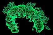 Parasitized silkworm,3D micro-CT scan