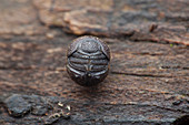 Scarab beetle,Ceratocanthus