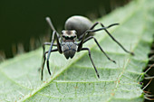 Ant mimic jumping spider