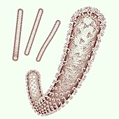 Ebola virus particles,illustration