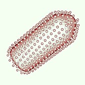 Rabies virus particle,illustration