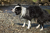 Border collie shaking dry after swimming