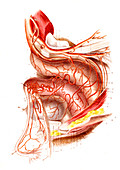 Uterus blood supply,illustration